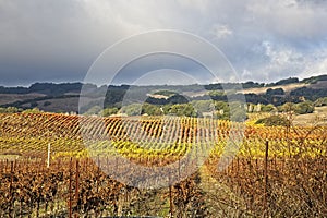 Clouds over beautiful yellow vineyard landscape