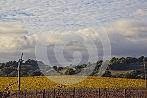 Clouds over beautiful yellow vineyard landscape