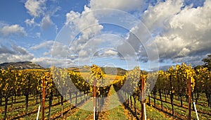 Clouds over beautiful yellow vineyard landscape