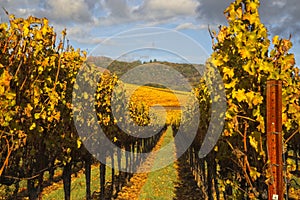 Clouds over beautiful yellow vineyard landscape