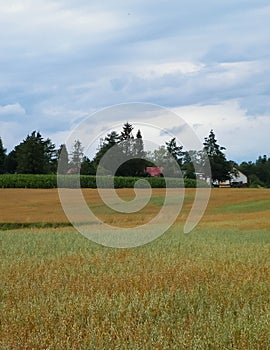 Clouds over field in Kashubia