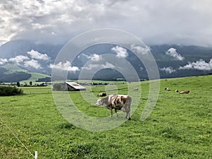 Clouds over fresh green meadow with cows in Styria, Austria