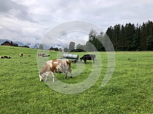 Clouds over fresh green meadow with cows in Styria, Austria