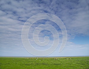 Clouds over green grass