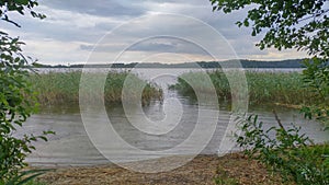 The clouds are over the lake and it is raining. The branches of an alder tree growing on the shore are bent over the water. Reeds