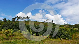 Clouds over Mango Trees 01