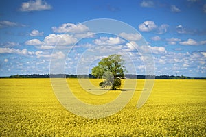 Clouds over the oil seed field with tree in the middle