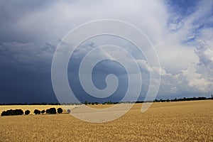 Clouds over a wheat field