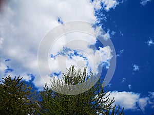 Clouds passing by the tree