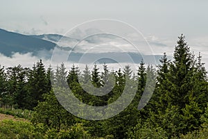 Clouds and the pines forest