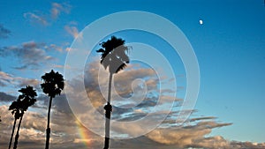 Clouds, Rainbow & Palm Trees