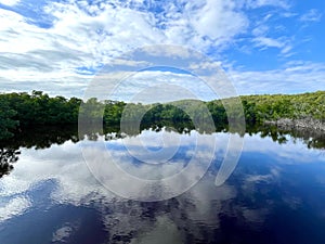 Clouds are Reflected in a Pool in A Mangrove Forest in Puerto Rico