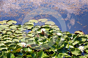 Clouds are reflected in the water lily pond