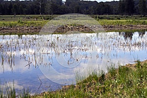 Clouds reflecting in pond with reeds, mob of kangaroo in the distance