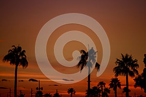 Clouds with silhouetted palm trees on horizon at sunset