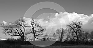 Clouds, Sky and Bare Cottonwoods in Silhouette