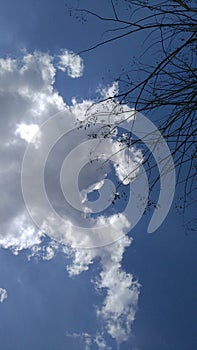 clouds  sky  tree  treetouchsky  summerweather