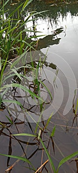 Clouds sky trees grass hom