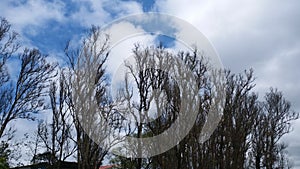 Clouds in sky veiw of trees