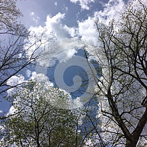 Clouds spread beyond spring trees