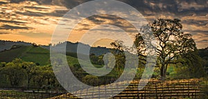 Clouds at sunrise over the vineyard with oak tree