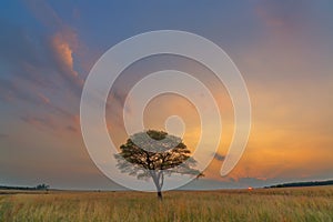 Clouds and sunset in harmony with the tree