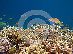 Clouds of threadfin and dispar anthias above Acropora coral photo