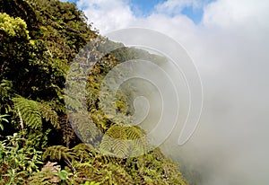 Clouds and tree ferns