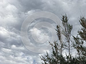 The clouds and the tree. Rain???