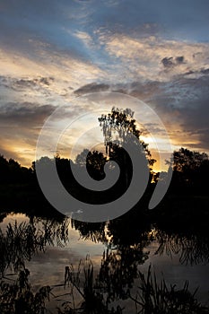 Clouds, trees and reeds reflected in the water of a lake at dawn, at sunrise