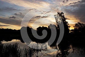 Clouds, trees and reeds reflected in the water of a lake at dawn, at sunrise