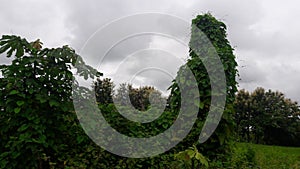 Clouds and vegetation