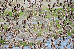 Clouds of Western Sandpiper photo