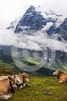 Clouds, Wetterhorn, and Swiss Cows