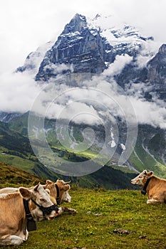 Clouds, Wetterhorn, and Swiss Cows photo