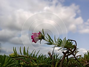 Clouds|white clouds with blue sky | flower