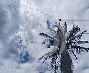 Cloudscape blue sky with electric pole lines over palm tree