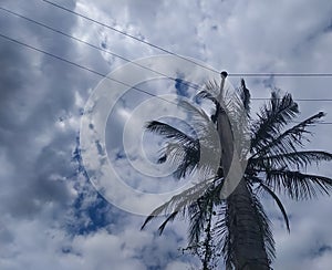 Cloudscape blue sky with electric pole lines over palm tree