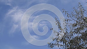 Cloudscape with fluttering branches and silvery leaves of silverberry tree