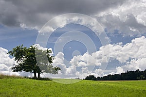 Cloudscape over cherry tree