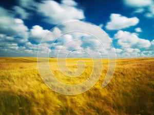 Cloudscape over corn field photo