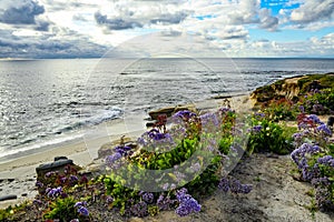 Cloudscape Over Flowered Cliffs photo