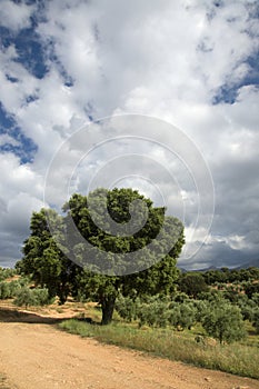 Cloudscape over leafy tree