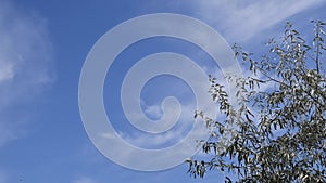 Cloudscape time lapse with fluttering branches and leaves of silverberry tree