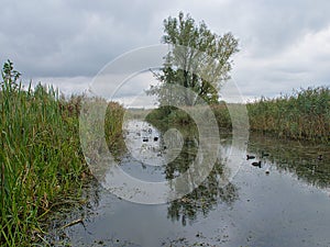 Autumn landscape in the marshland of Bourgoyen nature reserve, Ghent photo