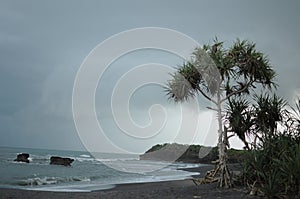 Cloudy beach with pandanus tree foreground