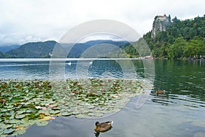 Cloudy Bled