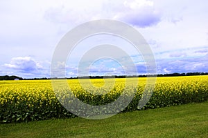 Cloudy Blue skies over Field of Manitoba Canola photo