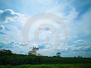 Cloudy blue sky above oil palm plantation in the sunny day.