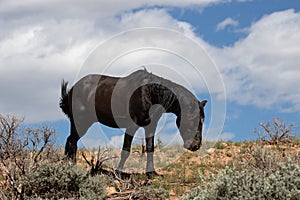 Cloudy blue sky over Black stallion on high desert ridge in the western USA